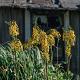 Ligularia stenocephala 'The Rocket' 