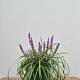 Liriope muscari 'Royal Purple' 