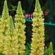 Lupinus 'Chandelier' 