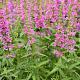 Lythrum virgatum 'Rose Queen' 