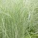 Miscanthus sin. 'Morning Light' 