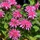 Monarda 'Croftway Pink' 