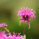 Monarda 'Twins' 