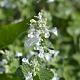Nepeta faassenii 'Snowflake' 