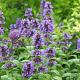 Nepeta nervosa 