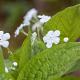 Omphalodes verna 'Alba' 
