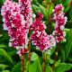 Persicaria aff. 'Darjeeling Red' 