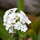 Phlox (P) 'David' 