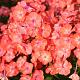 Phlox (P) 'Orange Perfection' 