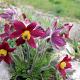 Pulsatilla vulgaris 'Rubra' 