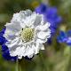 Scabiosa cauc. 'Alba' 