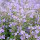 Scutellaria incana 