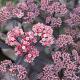 Sedum 'Purple-Emperor' 