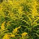 Solidago 'Goldkind' 