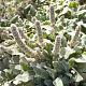 Stachys byzantina 'Silver Carpet' 