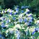 Symphytum azureum 