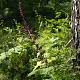 Veratrum nigrum 