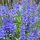 Veronica austriaca 