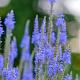 Veronica longif. 'Blauriesin' 