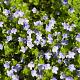Veronica repens 