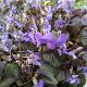 Viola labradorica 