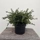 Ceanothus thyrsiflorus 'Repens' Container 2lt. 20/25cm.