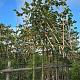 Tillia vulgaris 'Pallida' Leivorm Container 150lt. 20/30cm.