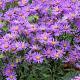 Aster amellus 'Veilchenkönigin' Pot 9cm.