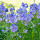 Polemonium caeruleum Pot 9cm.