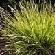 Sesleria autumnalis Pot 9cm.
