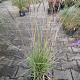 Sesleria autumnalis Pot 9cm.