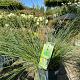 Cortaderia sel. 'Tiny Pampa' 