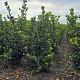 Ilex meserveae 'Blue Prince' 