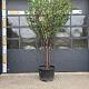 Prunus serrula Meerstammig 