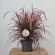 Pennisetum Chelsea 