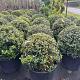 Osmanthus burkwoodii Bolvorm 