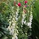 Digitalis purp. 'Alba' 