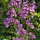 Hesperis matronalis 
