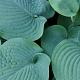 Hosta 'Blue Angel' 