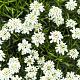 Iberis semp. 'Schneeflocke' 