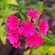 Phlox (P) 'Starfire' 