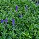 Salvia nemorosa 'Blauhügel' 
