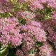 Sedum 'Carl' 