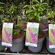 Buddleja dav. 'African Queen' Container 3lt.