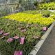 Erica darleyensis Container 1,3lt.