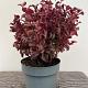 Leucothoe axillaris Container 3lt. 25/30cm.