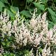 Astilbe (J) 'Deutschland' 
