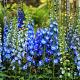Delphinium (P) 'Blue Bird' 