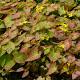 Epimedium perralc. 'Frohnleiten' 