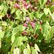 Epimedium rubrum 